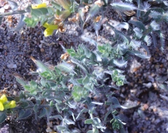 Xiphotheca lanceolata