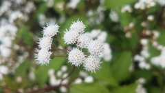 Ageratina riparia