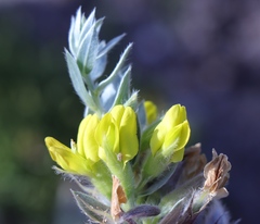 Xiphotheca lanceolata