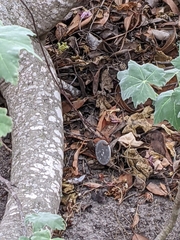 Malva assurgentiflora