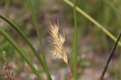 Geochloa decora