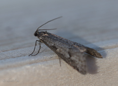 Exapate congelatella