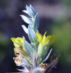 Xiphotheca lanceolata