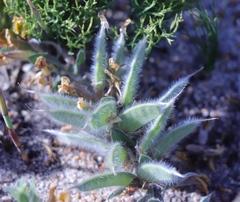 Xiphotheca lanceolata