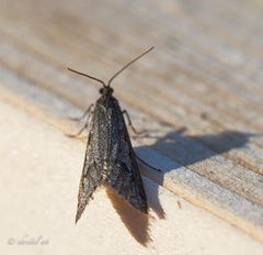 Exapate congelatella