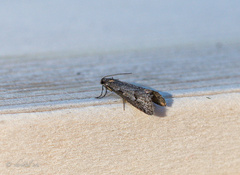 Exapate congelatella