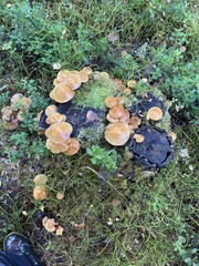 Kuehneromyces