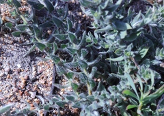 Xiphotheca lanceolata