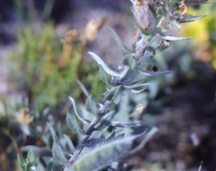 Xiphotheca lanceolata