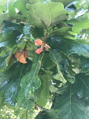 Andricus quercusstrobilanus