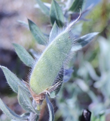 Xiphotheca lanceolata