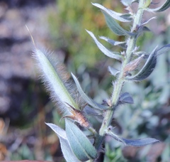 Xiphotheca lanceolata