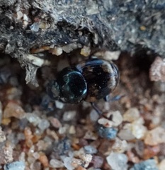 Onthophagus