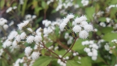 Ageratina riparia