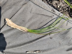 Geochloa decora