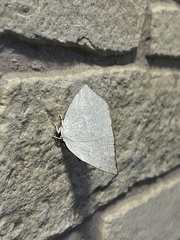 Curetis acuta paracuta