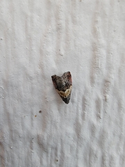 Tripudia balteata