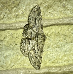 Megabiston plumosaria