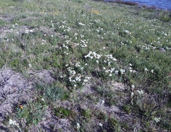 Corymbium villosum