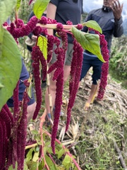 Amaranthus caudatus