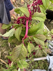 Amaranthus caudatus
