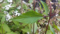 Ageratina riparia