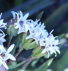 Corymbium villosum