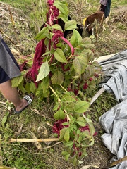 Amaranthus caudatus