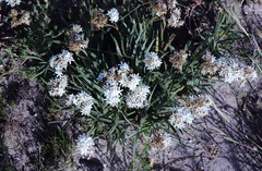 Corymbium villosum