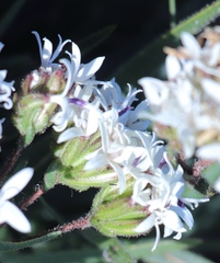 Corymbium villosum