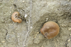 Aplidium californicum