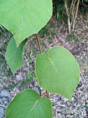 Actinidia setosa