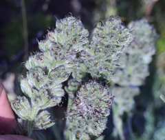 Echiostachys ecklonianus