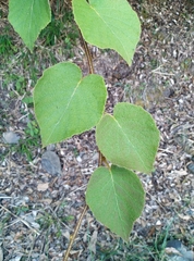 Actinidia setosa