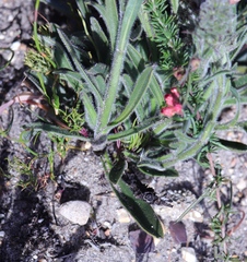 Echiostachys ecklonianus
