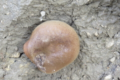 Aplidium californicum