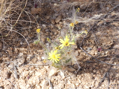 Osteospermum microcarpum