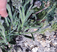 Echiostachys ecklonianus