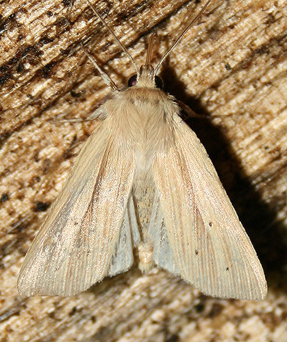 Lesser Wainscot
