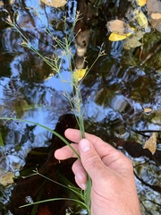 Rhynchospora corniculata