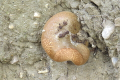 Aplidium californicum
