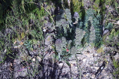 Echiostachys ecklonianus