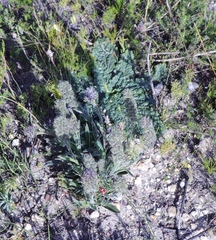 Echiostachys ecklonianus