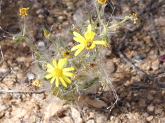 Osteospermum microcarpum