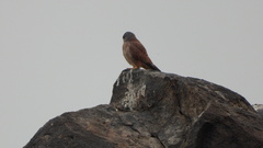 Falco tinnunculus
