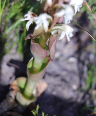 Satyrium candidum