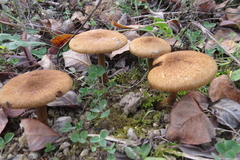 Inocybe dulcamara