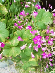 Oxalis articulata
