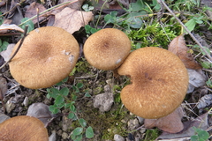 Inocybe dulcamara