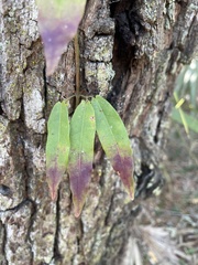 Bignonia capreolata